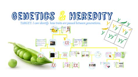 Genetics & Heredity by Jennifer Sweet on Prezi