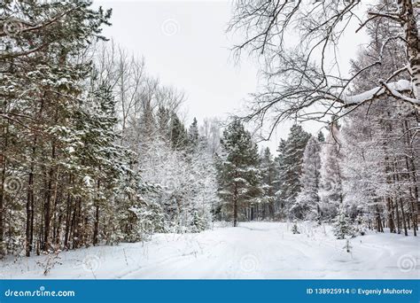 Winter Forest. Novosibirsk Region, Siberia, Russia Stock Photo - Image of january, cloudy: 138925914