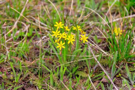 Yellow Star-of-Bethlehem Flowers (Gagea Lutea) on Green Meadow Stock Image - Image of lawn ...