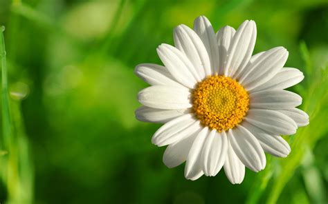 Chamomile Flower wallpaper | 1680x1050 | #78151