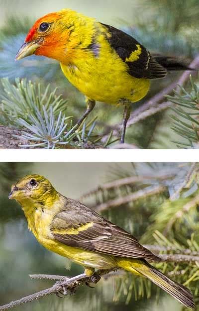 Western Tanager - Rocky Mountain National Park (U.S. National Park Service)