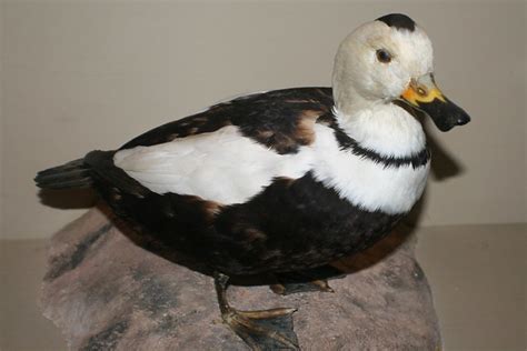 Camptorhynchus labradorius (Labrador Duck) - replica | Flickr - Photo Sharing!