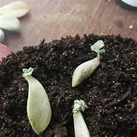 Easy Succulent Propagation : 6 Steps (with Pictures) - Instructables