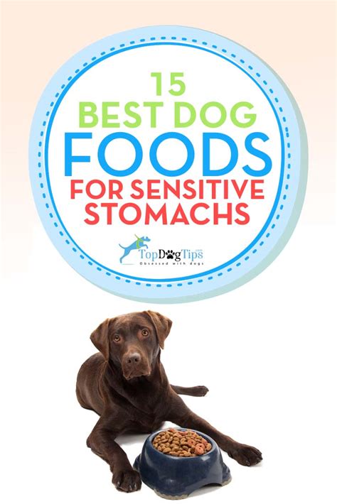 The Best Sensitive Stomach Dog Foods of 2020 (For Upset Stomachs)