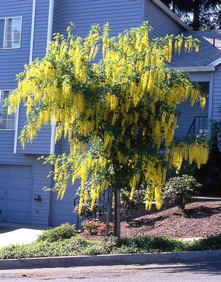 Golden Chain Trees | Laburnum ‘Vossii’ | Golden chain tree, Tree with yellow flowers, Flowering ...