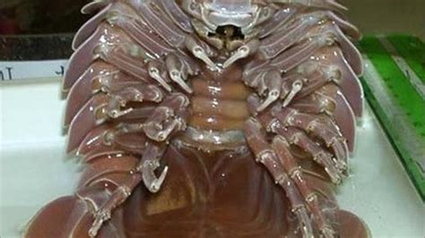 I Kind of Want a Giant Isopod as a Pet