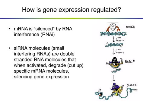 PPT - Chapter 10 – Gene Expression & Regulation PowerPoint Presentation - ID:5474187