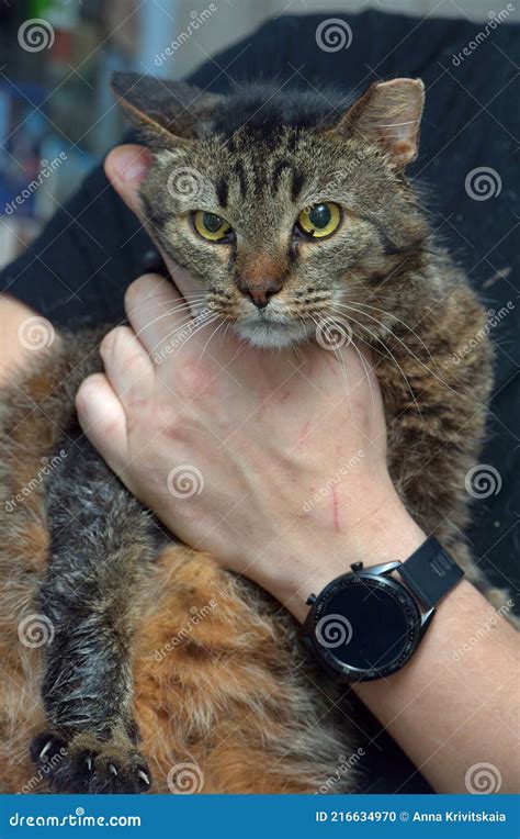 A Cat with a Cropped Ear after Sterilization Stock Photo - Image of bookshelf, indoors: 216634970