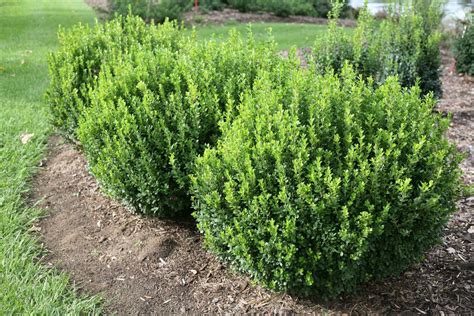 Protect your Plants with Anti-Desiccant Spray - Heinen Landscape