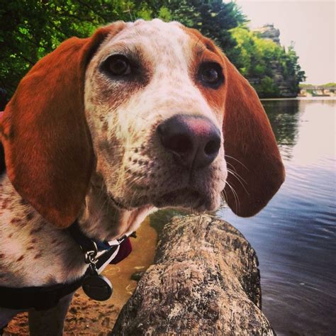 Redtick Coonhound Puppy | Coonhound puppy, Coonhound, Puppies