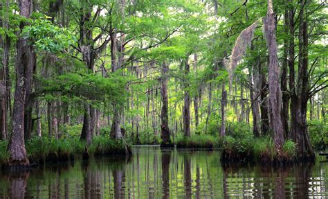 New Orleans, Louisiana Cruise Port - Cruiseline.com