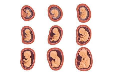 Vector of Process of human fetal - ID:123221568 - Royalty Free Image - Stocklib