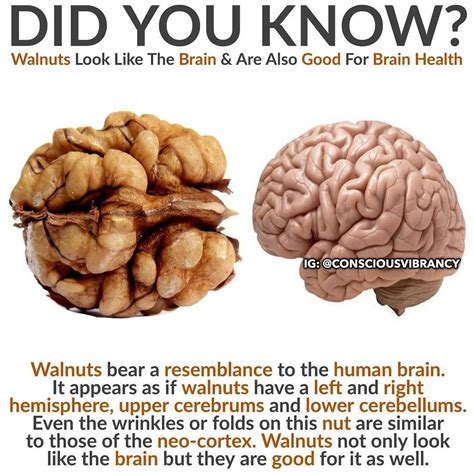 The incredible health benefits of walnuts have been making us nuts…in a good way. We owe our ...