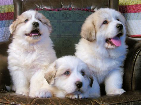 Pyr Puppy Pics 22 at Milk&Honey Farm