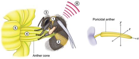 Buzz pollination – Vallejo-Marin Lab