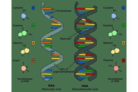 Nucleic Acid Quick Facts