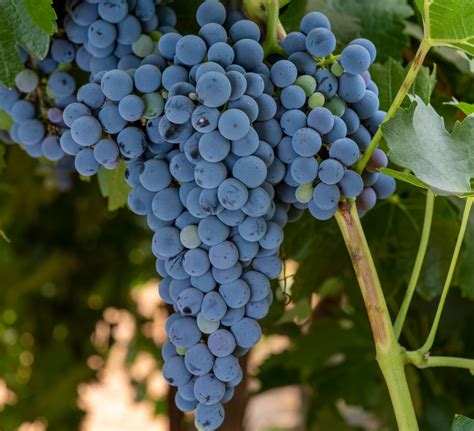 Online Guide to Grapevine Varieties and Rootstocks, 2021-2023 - National Grape Research Alliance