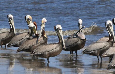 Strategic Habitat Conservation for the Brown Pelican: Estimating ...