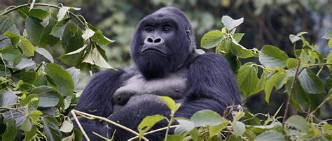 Mountain Gorilla | African Wildlife Foundation