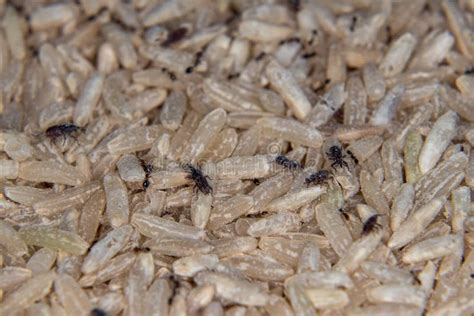 Weevils on the rice bucket stock photo. Image of front - 33574772