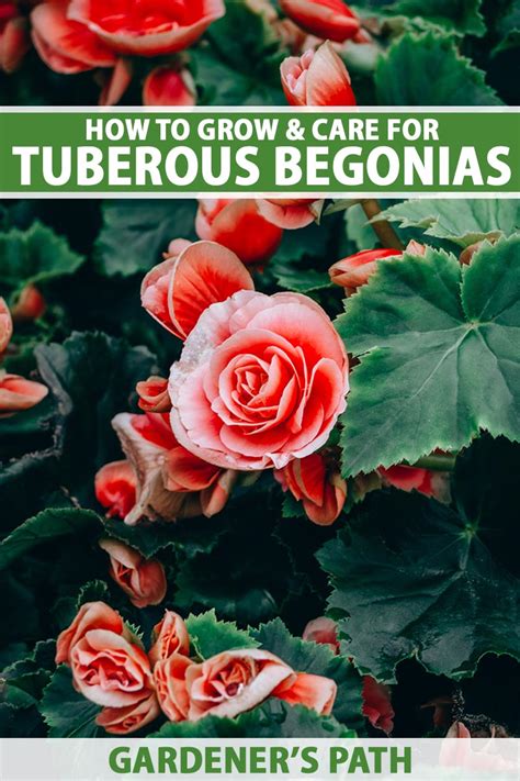 How to Grow and Care for Tuberous Begonias | Gardener’s Path