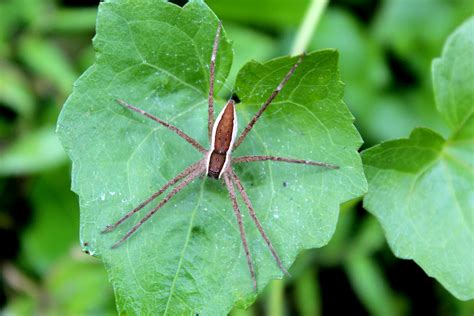 Brown Spider on Green Cordate Leaf · Free Stock Photo