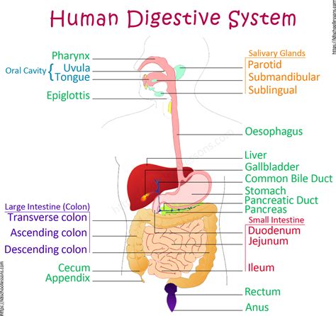 Easy Diagram Of Digestive System Of Human - Digestive System High ...