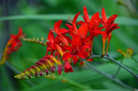 Crocosmias: Plant Care and Collection of Varieties - Garden.org