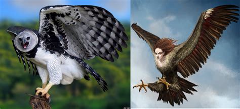 The Sloths´ main Predator | The great Harpy Eagle | SloCo