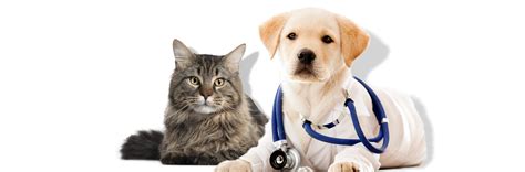 Veterinarian in Berthoud, CO | Berthoud Animal Hospital