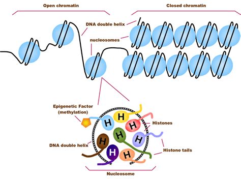 DNA packaged by the chromatin in eukaryotic cells (top) and an... | Download Scientific Diagram