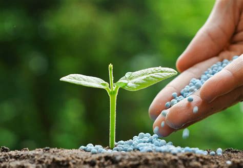 Types of Fertilizer & How They Help Plants Grow