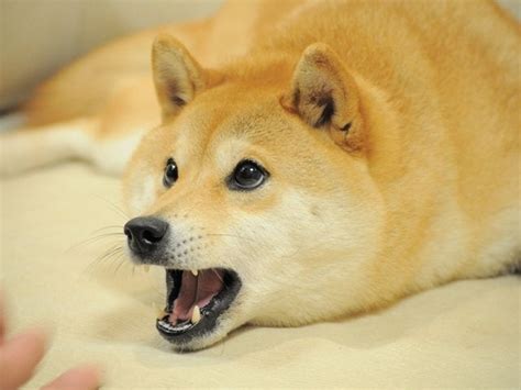 For my first cakeday, I share my favorite image of Kabosu (THE original Doge) : dogecoin