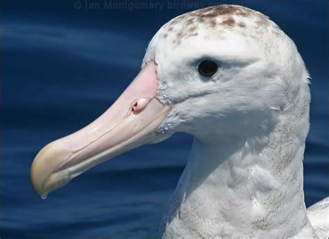 Antipodean Albatross photo image 1 of 24 by Ian Montgomery at birdway.com.au