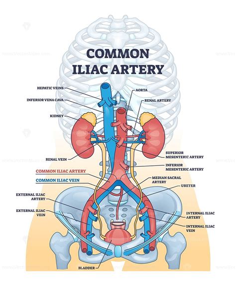 Common iliac artery as aorta towards the pelvic region outline diagram - VectorMine