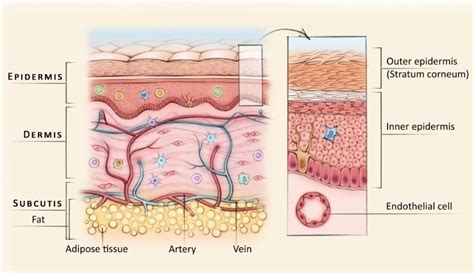 Epidermal Skin Cells