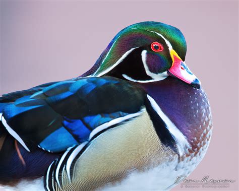 Wood Duck Hen with Drake in Background - Dean Newman Photography