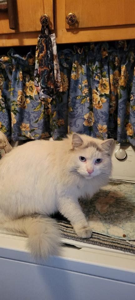 Cat for adoption - Nefertiti - Cream Maine Coon Siamese Mix, a Siamese ...