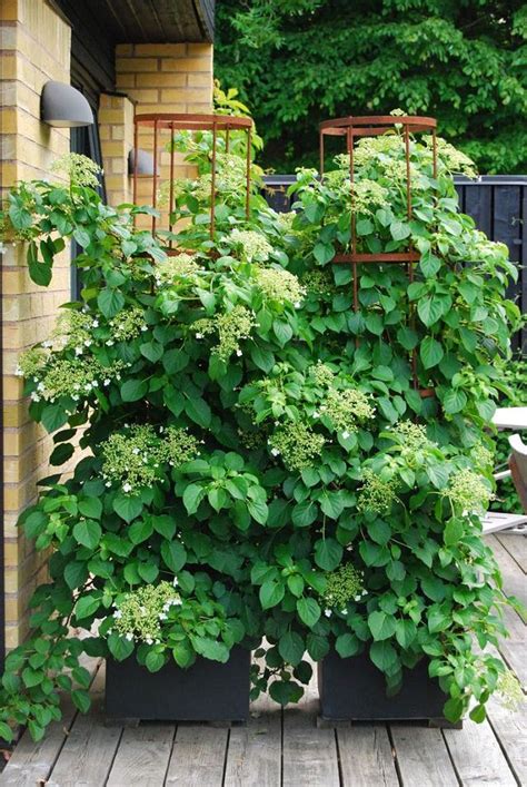 24 Best Vines for Containers | Climbing Plants For Pots | Balcony ...