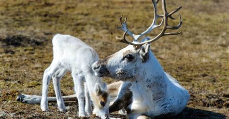 Unveiling the Mystery: Why Both Male and Female Reindeer Grow Antlers - A-Z Animals