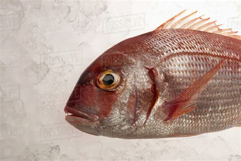 Red Sea Bream on ice - Stock Photo - Dissolve