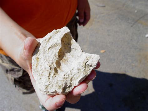 Gastropod Fossil found in Rockford Quarry | Fossils, Fossil