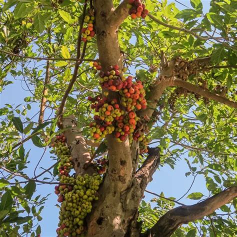 Buy Cluster fig, Gular Tree online at Nursery Nisarga