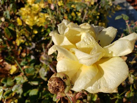 Yellow Rose Garden Flower Free Stock Photo - Public Domain Pictures