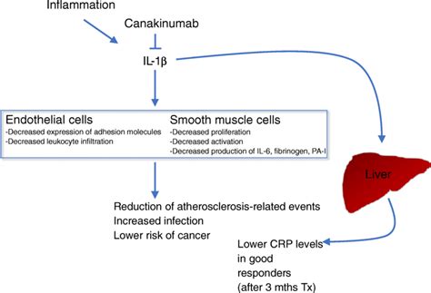 Cellular effects and clinical impact of canakinumab in treatment of... | Download Scientific Diagram