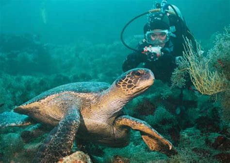 Scuba Diving in the Galapagos - Tips and Options