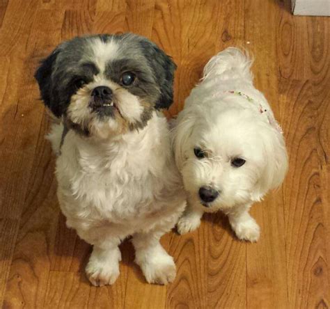 ADOPTED - TEGGIE - Shih Tzu Lhasa Apso Mix Dog Middletown Connecticut