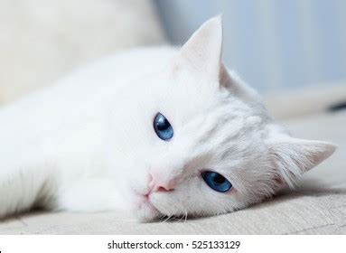 White Blue Eyes