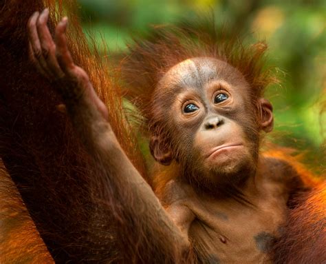 How to spot orangutans in Borneo - Experience Travel Group Blog