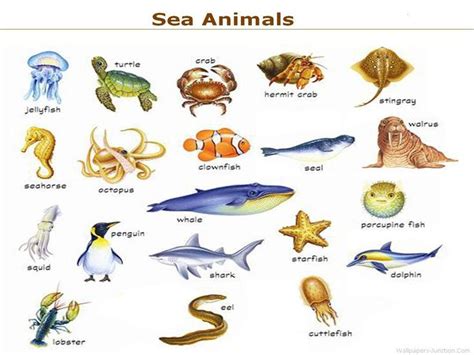 water animals clipart with names 20 free Cliparts | Download images on Clipground 2019